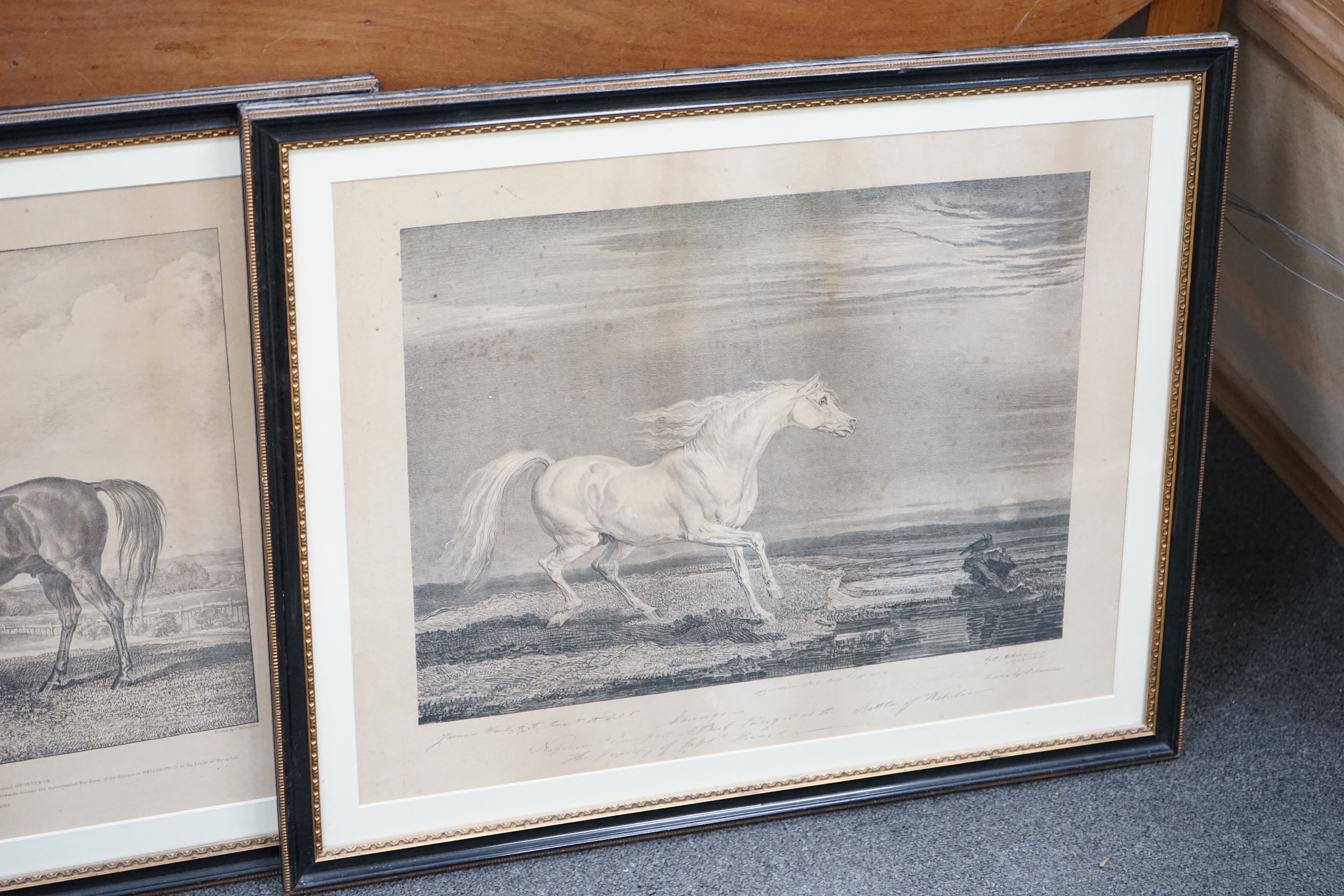 After Rudolph Ackermann (1764-1834) and James Ward (1769-1859), two black and white engravings, 'Copenhagen' and 'Marengo', Wellington and Napoleon's horses, largest 43 x 54cm